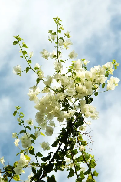 White Flowers Blue Sky — Stock Photo, Image