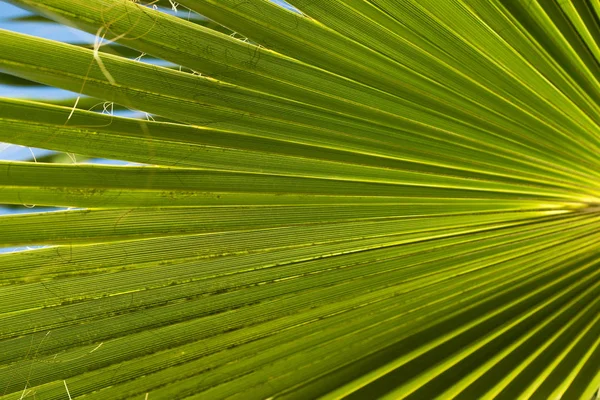 Green Palm Tree Sky Landscape — Stock Photo, Image