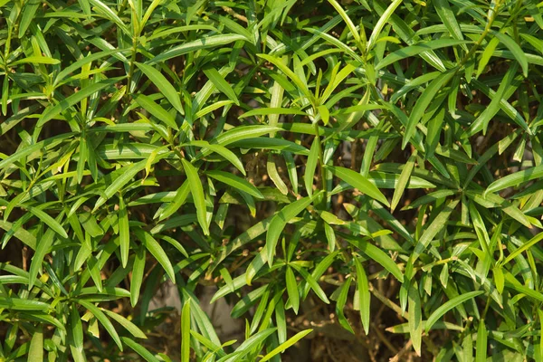 Bright Green Hedge Small Leaves — Stock Photo, Image