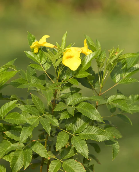 Bougainvillea Flores Cerca Paisagem — Fotografia de Stock