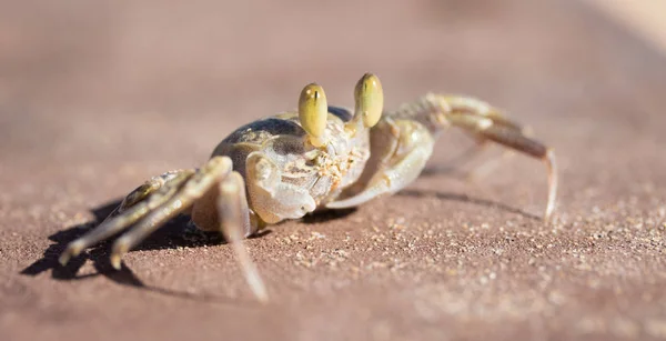 Krab Písečné Detail — Stock fotografie