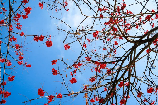 Frutas Ceniza Montaña Contra Cielo Fondo Invierno — Foto de Stock