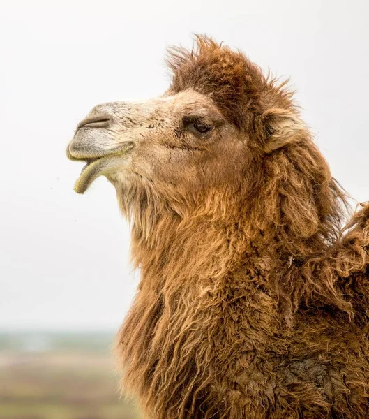 Retrato Uma Mola Camelo — Fotografia de Stock
