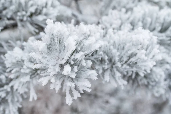 Close Van Sneeuw Naalden Van Spar Bomen — Stockfoto