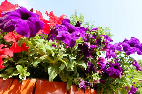 Petunia Flowers Sky Landscape Nature Stock Photo