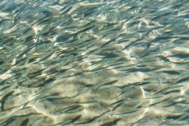 sığ deniz balığı, üstten görünüm