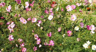 Evren, çiçekler üzerinde arka plan manzara.