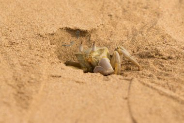 Yengeç kumlu yakın çekim