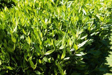 küçük yaprakları ile parlak yeşil çit