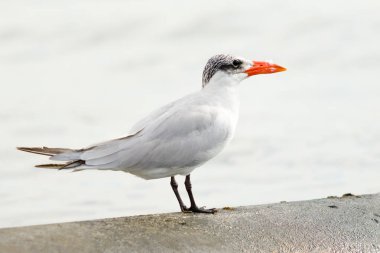 Martı deniz manzara oturur