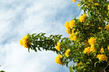 Mavi gökyüzüne karşı sarı çiçekler