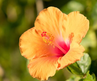 Bougainvillea çiçekleri, çit manzarası