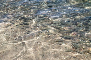 sığ deniz balığı, üstten görünüm