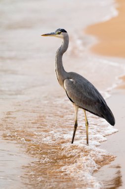 Büyük ak balıkçıl (Ardea alba) doğal zemin üzerine