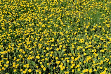 Bahar manzara, yeşil alan sarı çiçekli karahindiba