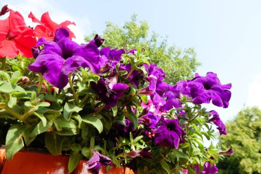 Petunya çiçek, gökyüzü manzara doğa