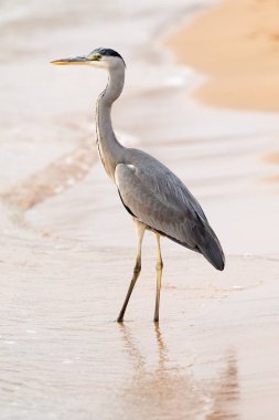 Büyük ak balıkçıl (Ardea alba) doğal zemin üzerine