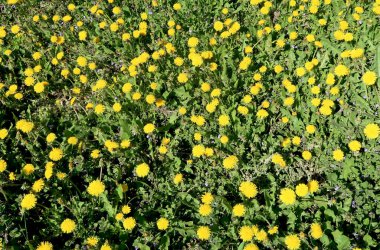 Bahar manzara, yeşil alan sarı çiçekli karahindiba