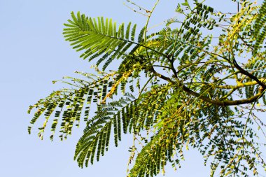 akasya yaprakları gökyüzüne karşı