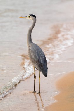 Büyük ak balıkçıl (Ardea alba) doğal zemin üzerine