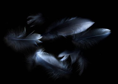 bird feather on black background clipart