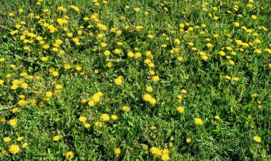 Bahar manzara, yeşil alan sarı çiçekli karahindiba