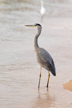 Büyük ak balıkçıl (Ardea alba) doğal zemin üzerine