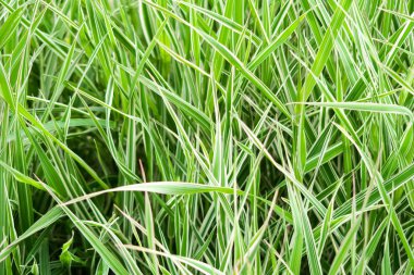 yüksek yeşil çimen, arka plan