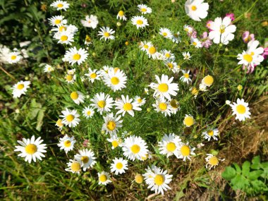 Evren, çiçekler üzerinde arka plan manzara.