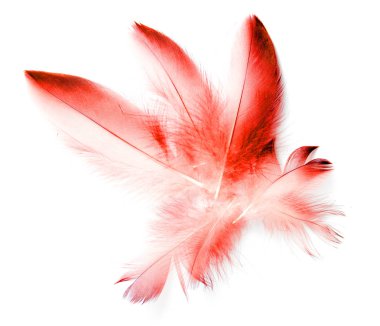 Beyaz arkaplanda kuş tüyü