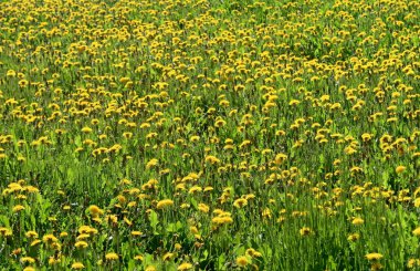 Bahar manzara, yeşil alan sarı çiçekli karahindiba