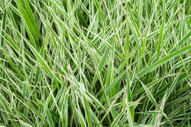 yüksek yeşil çimen, arka plan