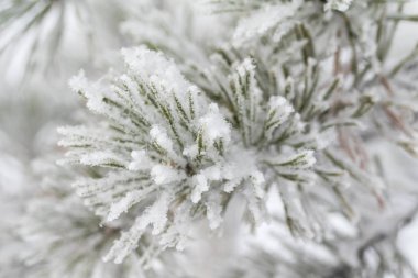 kar köknar ağaçlarının iğne üzerinde Kapat