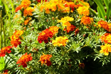 Çiçek kadife çiçeği, manzara arka plan üzerinde