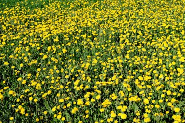 Bahar manzara, yeşil alan sarı çiçekli karahindiba