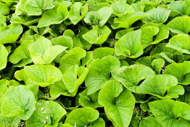 Dulavratotu bir sürü yeşil yaprakları