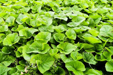 Dulavratotu bir sürü yeşil yaprakları