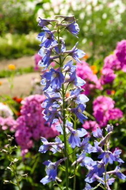 yaz çiçek flowerbed peyzaj üzerinde