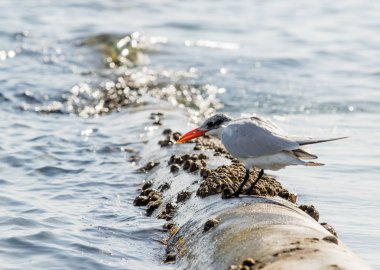 Martı deniz manzara oturur