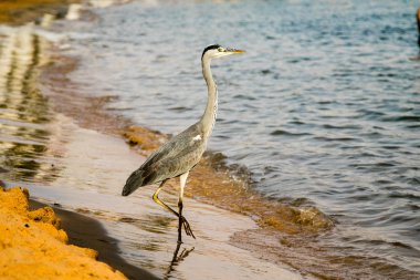 Büyük ak balıkçıl (Ardea alba) gri kuş