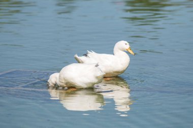 Beyaz ördek gölet üzerinde yaz