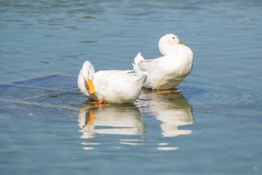 Beyaz ördek gölet üzerinde yaz