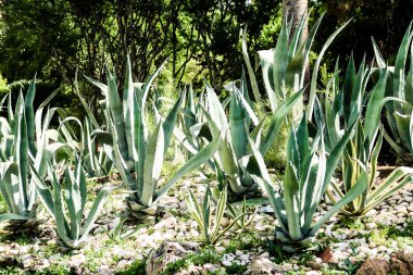 yeşil kaktüs yüksek doğa