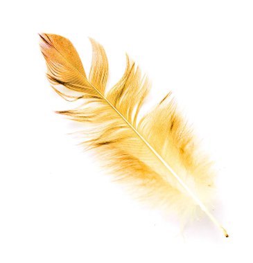 Beyaz arkaplanda kuş tüyü