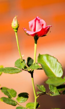 Manzara Doğa bitkiler çiçek gül