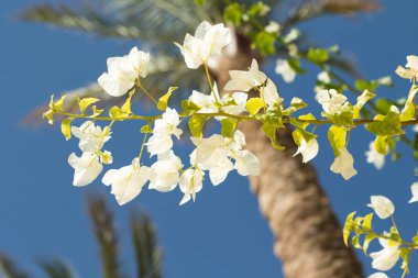 Bougainvillea çiçekleri, çit manzarası