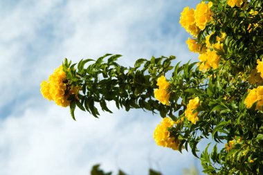 Mavi gökyüzüne karşı sarı çiçekler