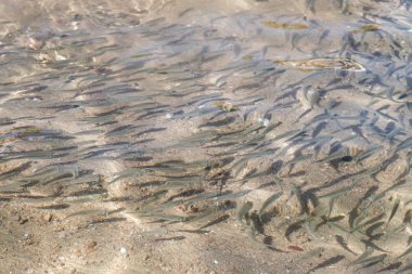 sığ deniz balığı, üstten görünüm