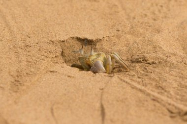 Yengeç kumlu yakın çekim