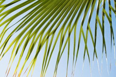 yeşil palmiye ağacı gökyüzü manzara